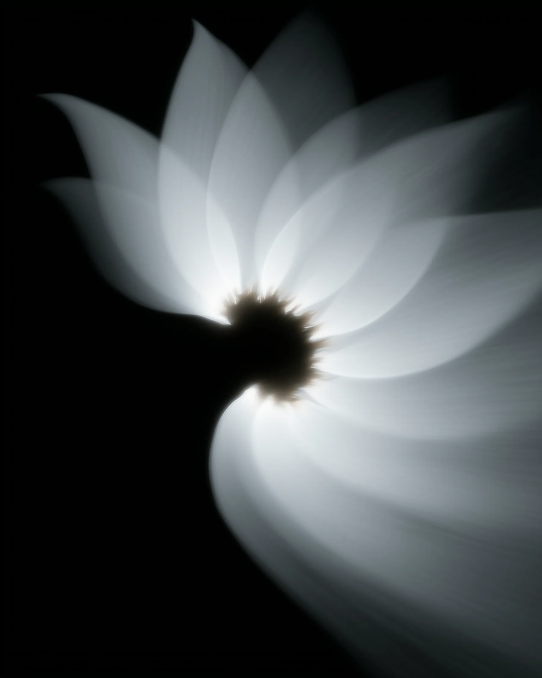 Black and white motion-blurred flower representing the studio's quiet movement and refinement