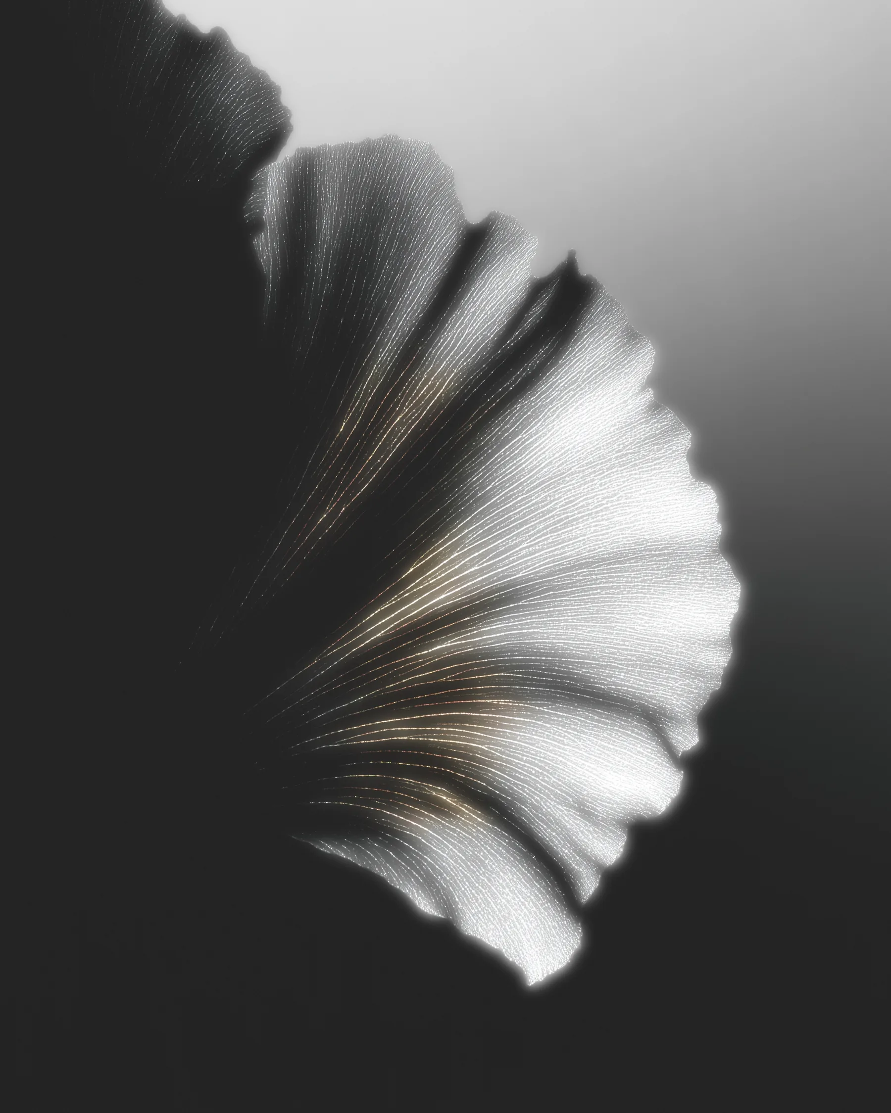 Silver-white petal study representing precise identity decisions for Ivone Gómez Studio