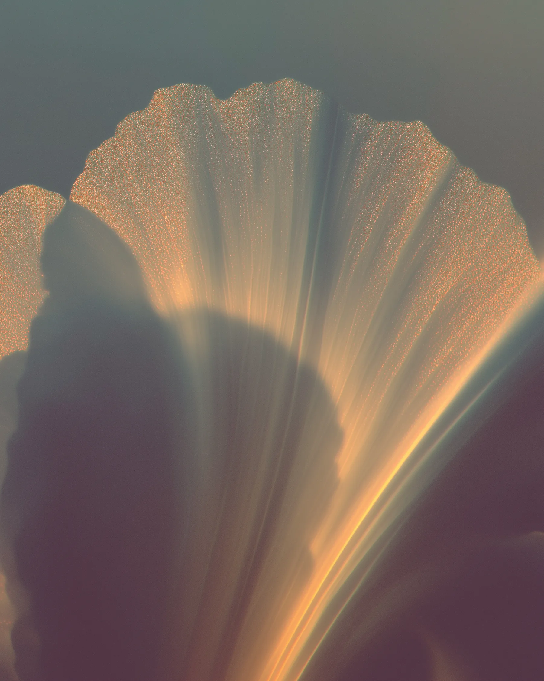 Golden translucent petal abstraction representing the studio's final elevated presence