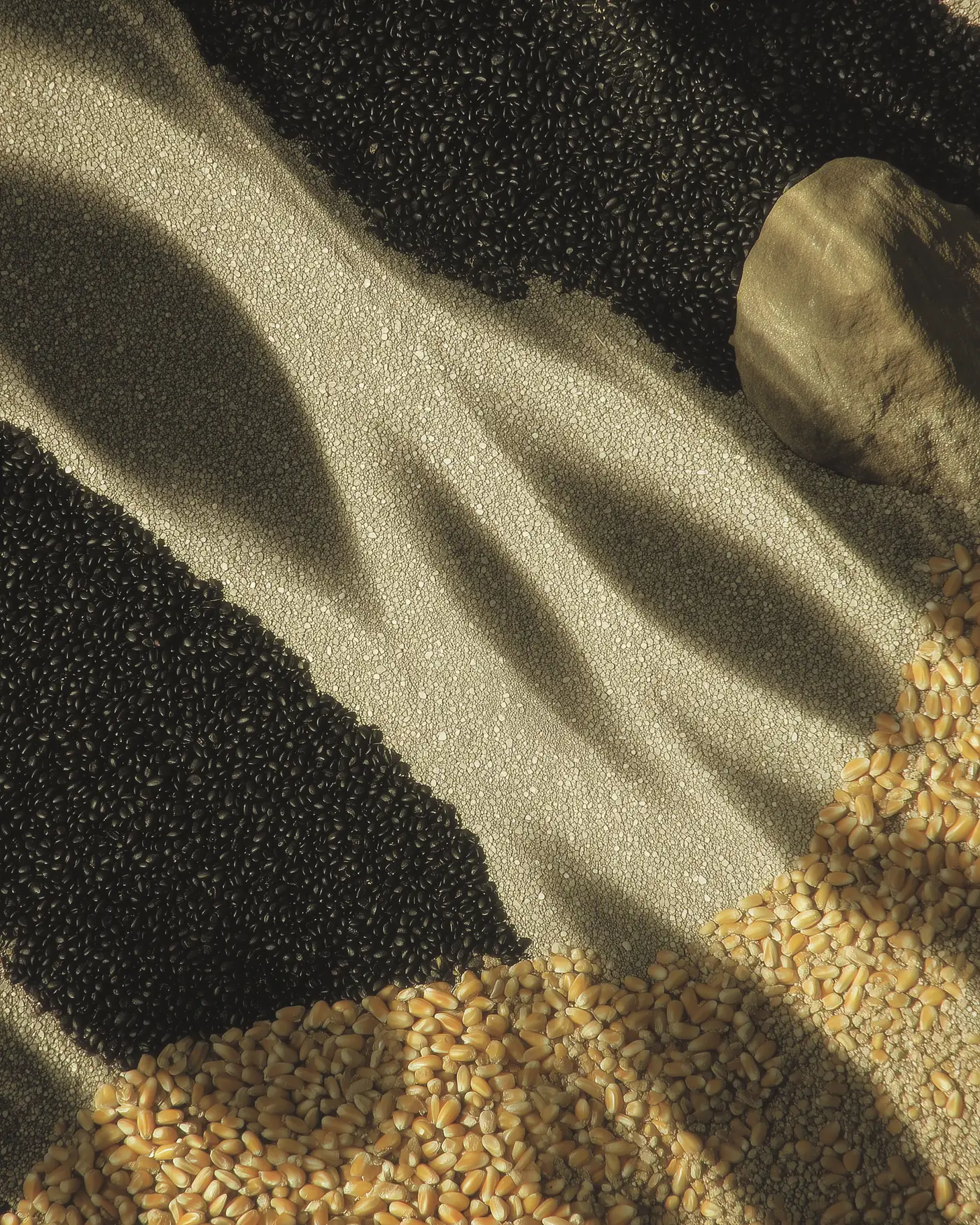 Black maize, pale corn, and grain field still life representing Zea Mays Foods' editorial-commerce structure