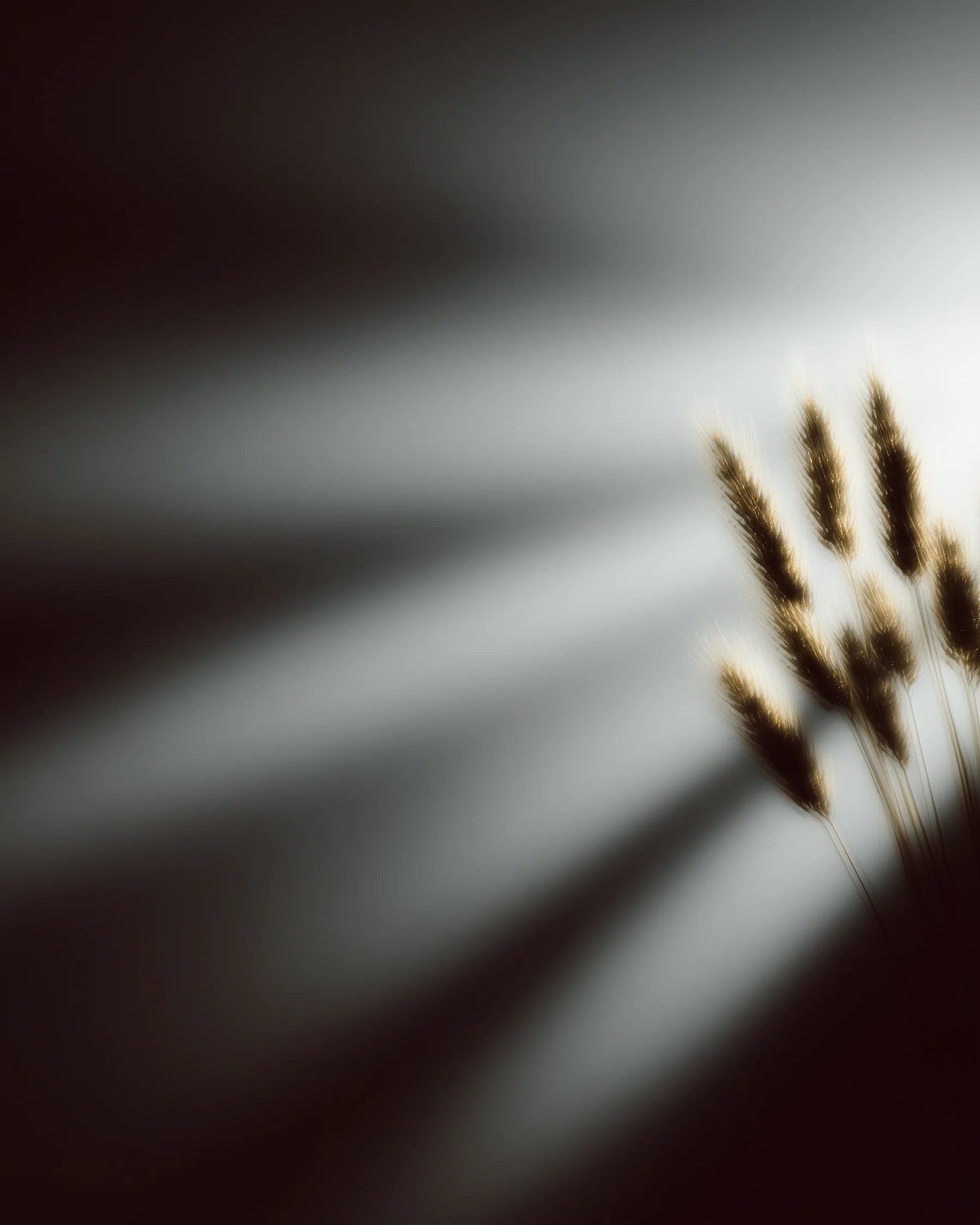 Soft wheat silhouettes in window light representing Zea Mays Foods' refined public presence