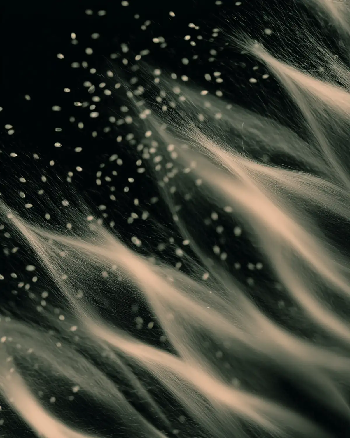 Green-toned abstract maize silk and seeds representing Zea Mays Foods' heritage corn identity